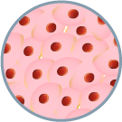 epithelioid cell icon