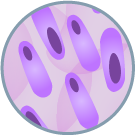 sarcomatoid cell icon