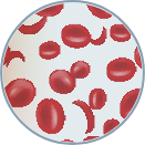 small scale illustration of red blood cells