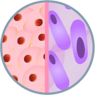 biphasic cell icon